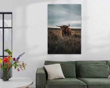 Scottish Highland cow by Colin van Wijk