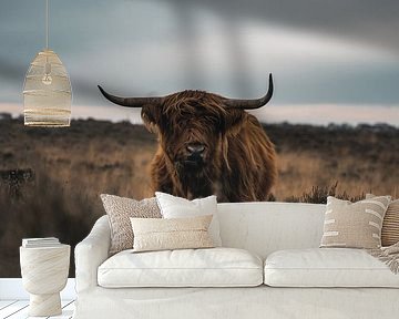 Scottish Highland cow by Colin van Wijk