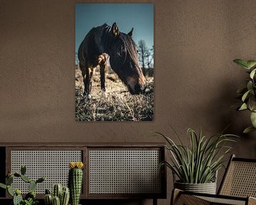 Paarden portret van Colin van Wijk