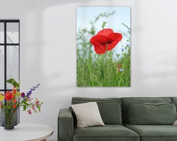 red poppy sur Yvonne Blokland