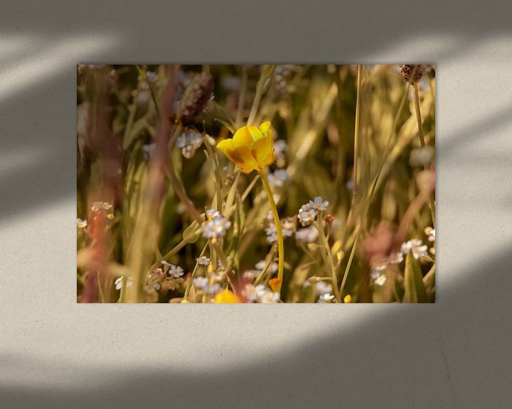 Sfeerimpressie: Wilde bloemen van Dirk Smit