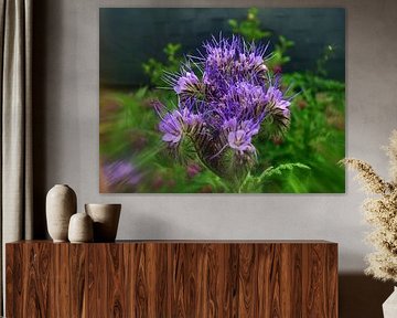 Phacelia 1