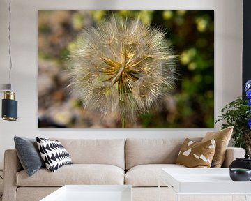 Flying seeds like on the dandelion by Marco Leeggangers