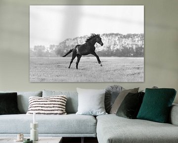 Paard galoppeert door de wei in Friesland in zwart wit van Maria-Maaike Dijkstra