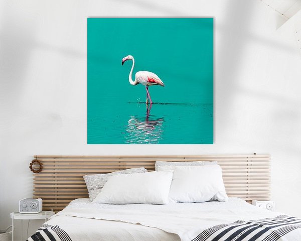 Flamingo im Wasser