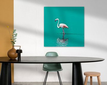Flamingo in het water