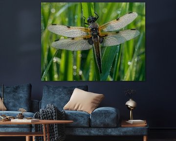 Vierfleck Libelle von Pieter Gordijn