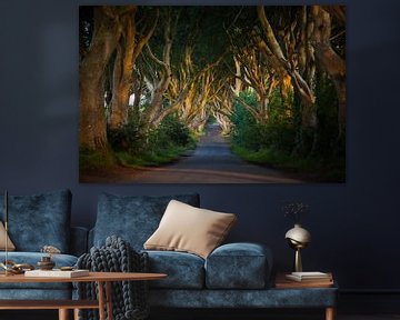 The Dark Hedges van Titus van 't Veer