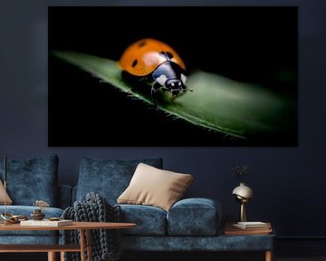 Ladybug by Jan van der Knaap