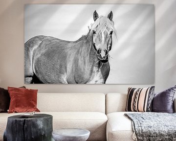 Haflinger black white by Kim Reuvekamp