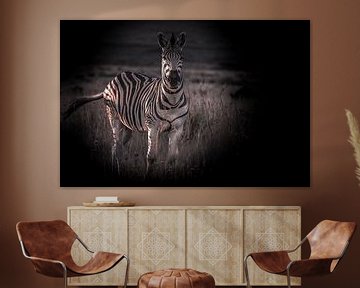 Zebra looking at the camera. by Gunter Nuyts