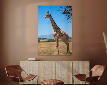 Girafe sur jacky weckx