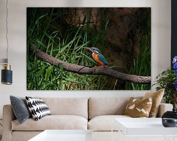 Alcedo Atthis / Kingfisher by Martin de Bock