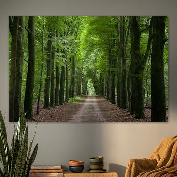 Forêt près de Nijmegen