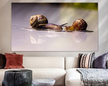 a chance encounter between two snails, is love in their houses? by Hans de Waay