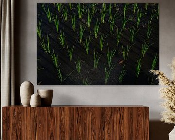 Rice field in Bali by Ellis Peeters