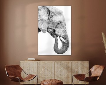 Jonge olifant in profiel, zwart wit