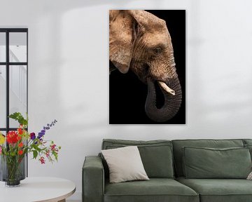 Jonge olifant in profiel, kleur van De Afrika Specialist