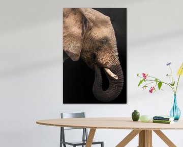 Jonge olifant in profiel, kleur
