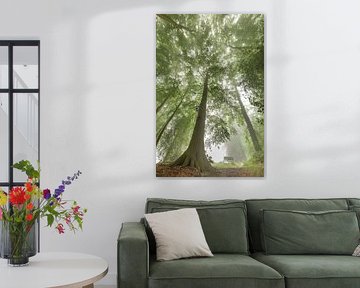 Bench under beech trees in morning mist by Frans Lemmens