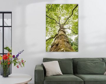 Plataan boom in lente van Frans Lemmens