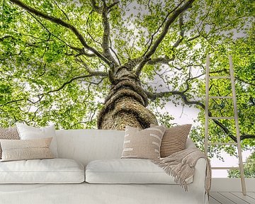 Plane tree in spring by Frans Lemmens