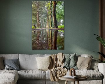 Waldweg mit Buchen und Spiegelung