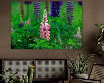 Lupins