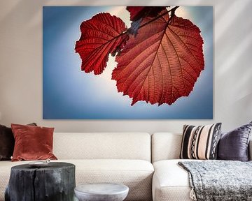 Red hazel leaf by Jan van der Knaap