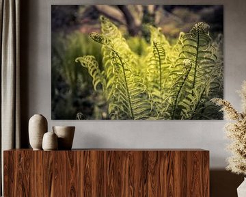 Green fern in the sun by Franziska Pfeiffer