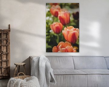 tulipes rouges sur Franziska Pfeiffer