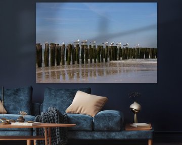 Resting seagulls on the edge of the sea and sandy beach sitting on the breakwaters by Marco Leeggangers