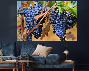 Raisins bleus sur la vigne sur Ivonne Wierink