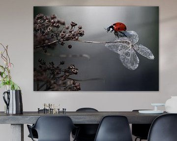 Ladybird sur hortensia., Ellen van Deelen sur 1x