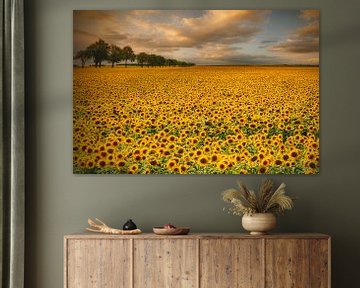 Sunflowers, Piotr Krol (Bax) by 1x