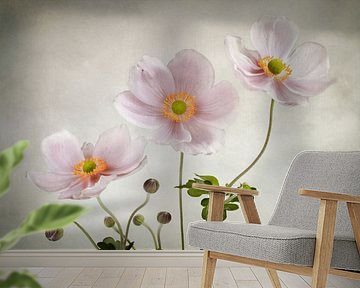Anemones by Mandy Disher