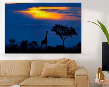 Eine Giraffe bei Sonnenuntergang, Mario Moreno von 1x
