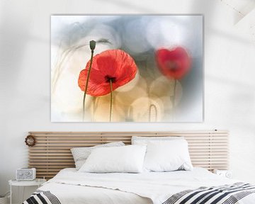 Morning Poppies, Steve Moore by 1x