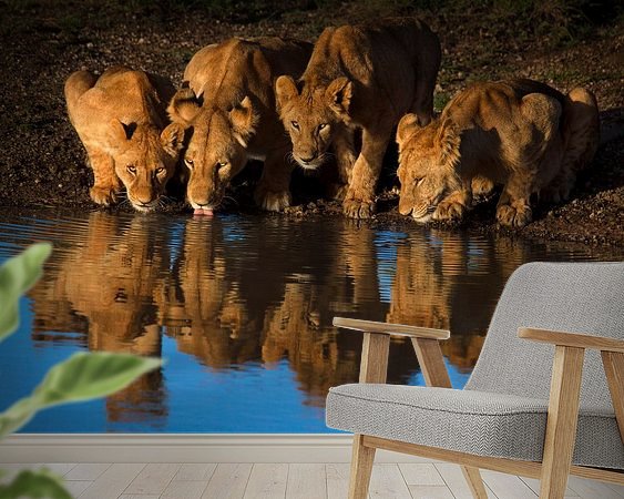 Aperçu de la chambre