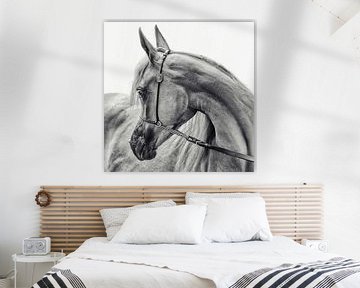 the Arabian horse, Piet Flour by 1x