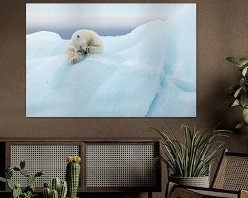 Polar Bear Grooming, Joan Gil Raga von 1x