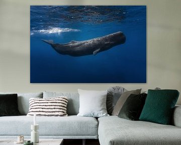 Sperm whale, Barathieu Gabriel by 1x