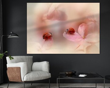 Lieveheersbeestjes op roze hortensia., Ellen van Deelen