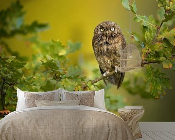 Eurasian Scops Owl, Milan Zygmunt by 1x