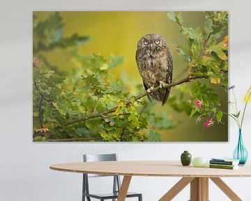 Eurasian Scops Owl, Milan Zygmunt by 1x