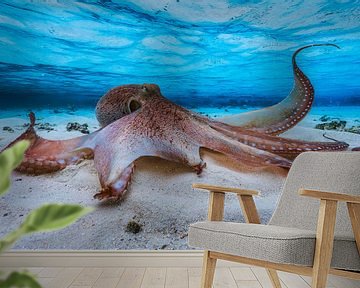 Octopus, Barathieu Gabriel van 1x