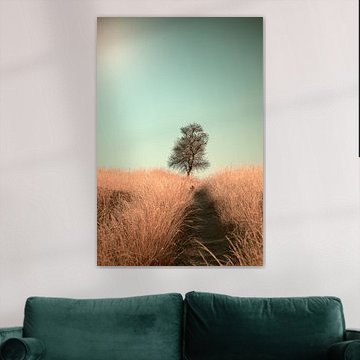 Grass and Path by Jaap van den Helm