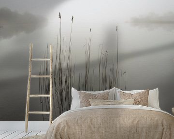 Reeds in the mist, david ahern by 1x
