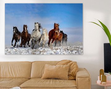 Mongolië Paarden, Libby Zhang van 1x