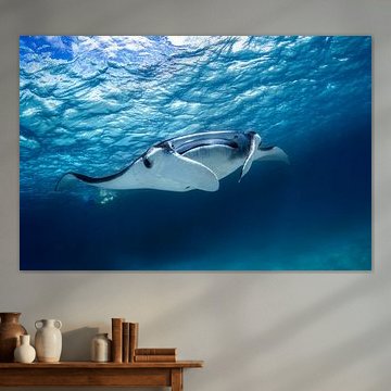 Raie manta sur Barathieu Gabriel